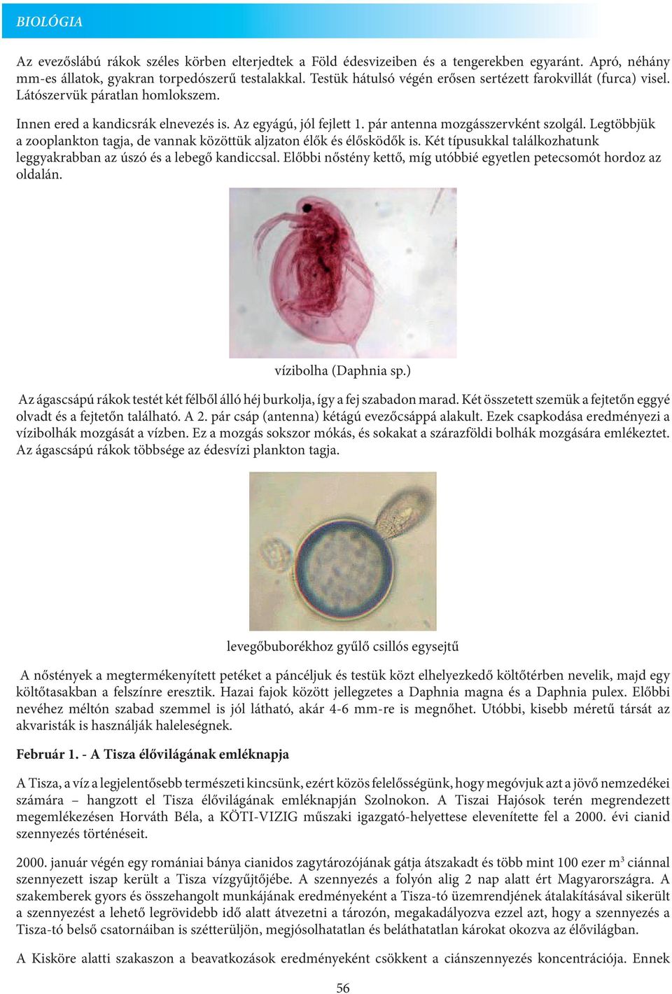 Legtöbbjük a zooplankton tagja, de vannak közöttük aljzaton élők és élősködők is. Két típusukkal találkozhatunk leggyakrabban az úszó és a lebegő kandiccsal.