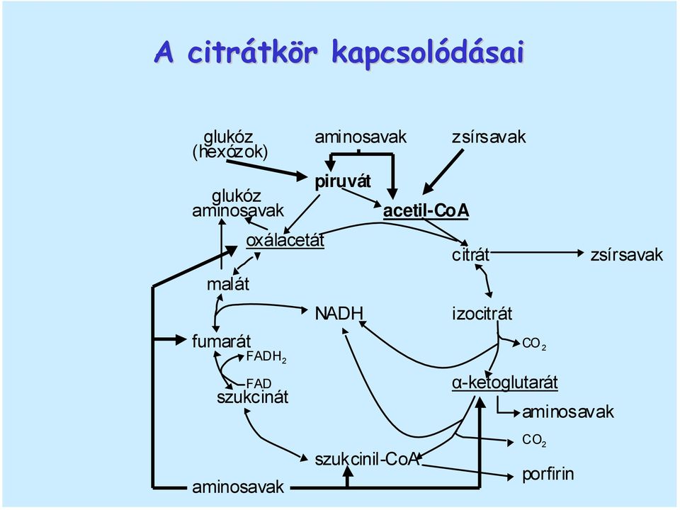 acetil-coa citrát izocitrát zsírsavak fumarát CO 2 FADH 2 FAD