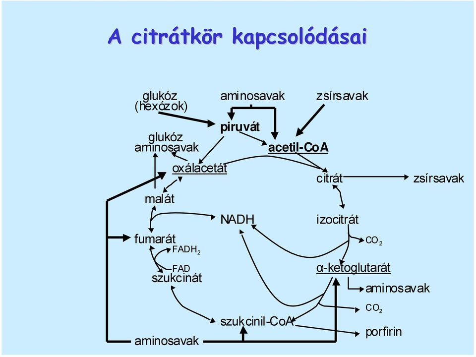 acetil-coa citrát izocitrát zsírsavak fumarát CO 2 FADH 2 FAD