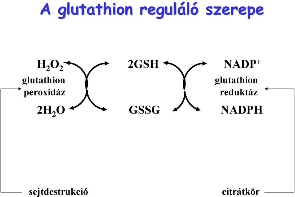 glutathion peroxidáz reduktáz 2H