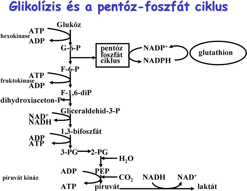 dihydroxiaceton-p Gliceraldehid-3-P NAD + NADH 1,3-bifoszfát ADP ATP 3-PG