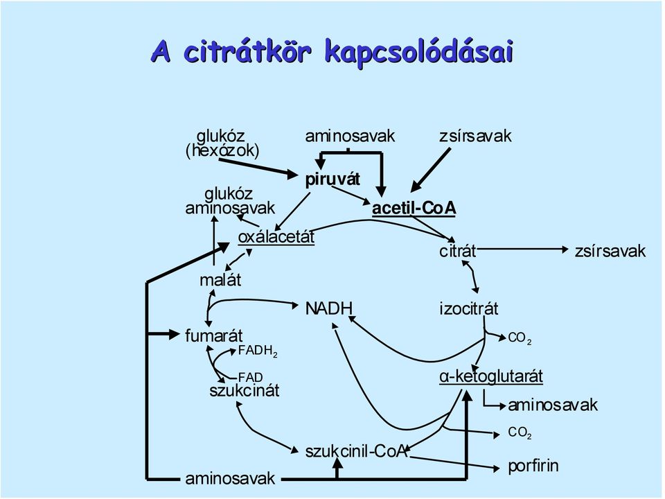 acetil-coa citrát izocitrát zsírsavak fumarát CO 2 FADH 2 FAD