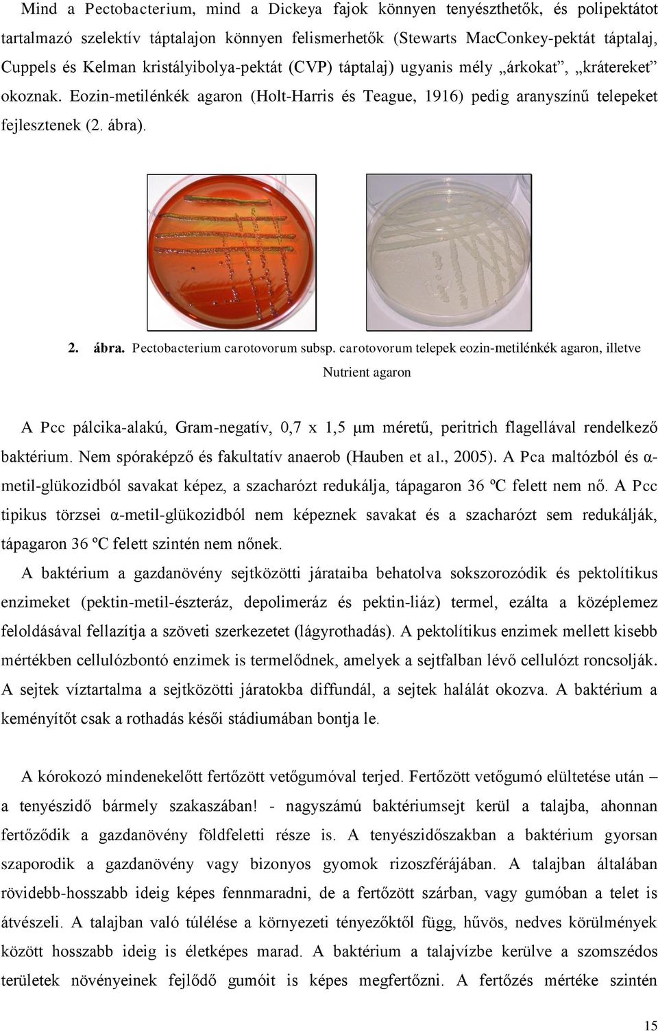 . 2. ábra. Pectobacterium carotovorum subsp.