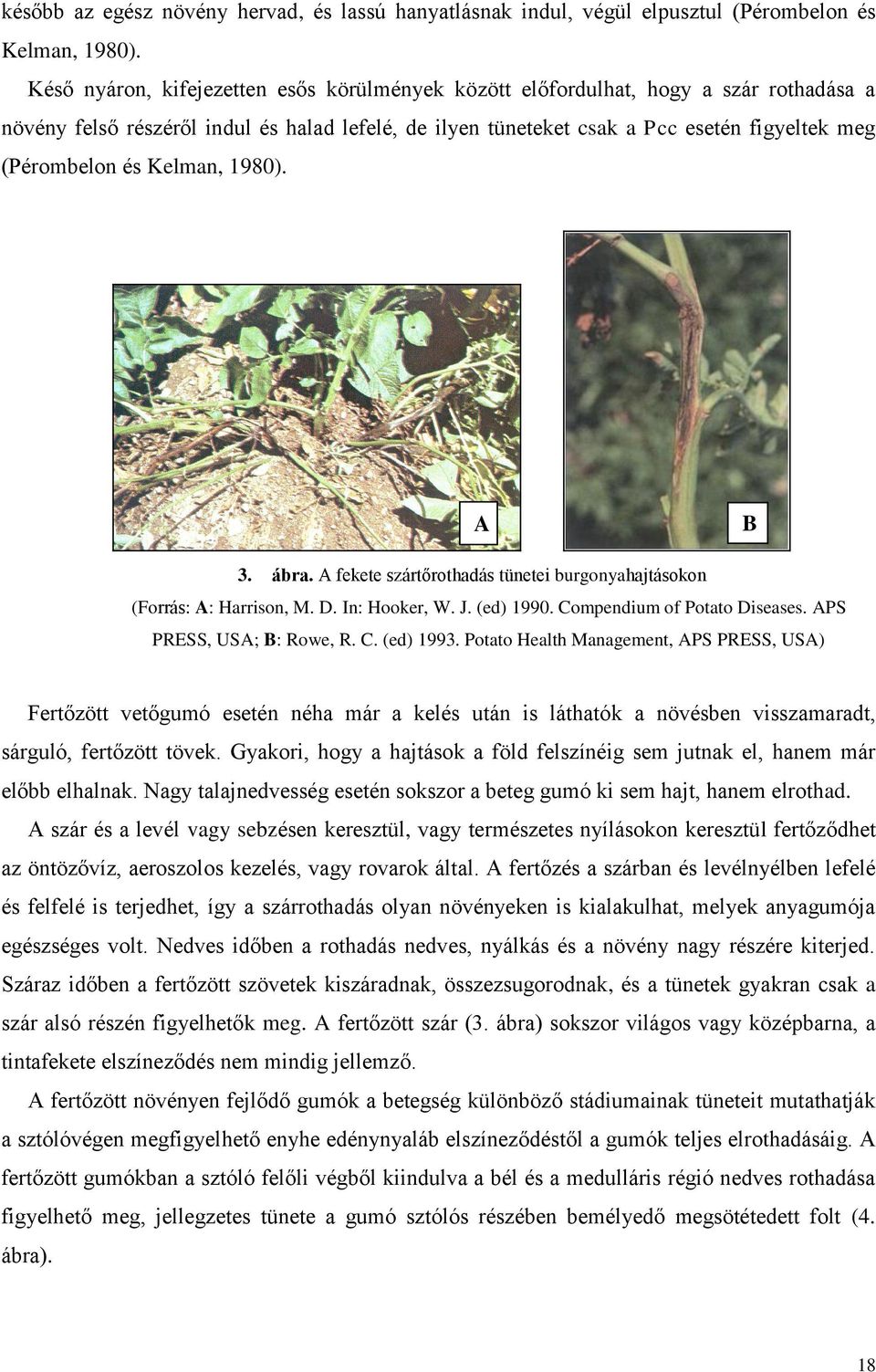 Kelman, 1980). A B 3. ábra. A fekete szártőrothadás tünetei burgonyahajtásokon (Forrás: A: Harrison, M. D. In: Hooker, W. J. (ed) 1990. Compendium of Potato Diseases. APS PRESS, USA; B: Rowe, R. C. (ed) 1993.