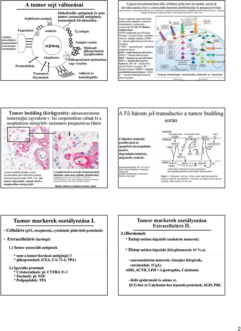 Új antigén Antigén vesztés Módosult glikoproteinek (gangliozidok) Glikoproteinek módosulása vagy vesztése Adhézió és kontaktgátlás Szigorú összeköttetésben álló celluláris jelátviteli útvonalak,