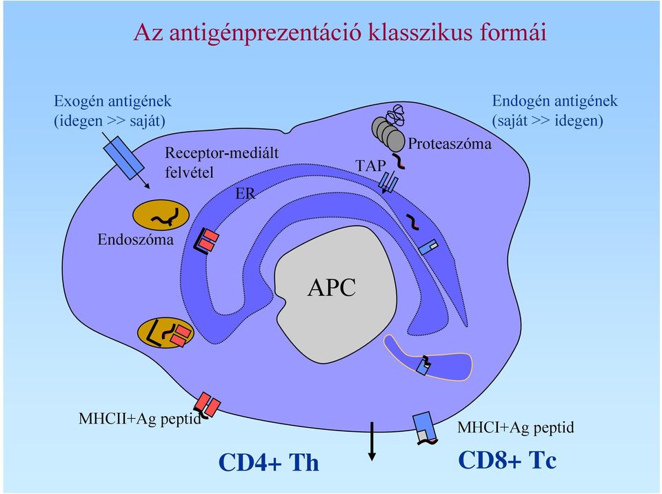 ER TAP Endogén antigének (saját >> idegen)
