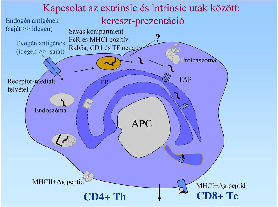 kompartment FcR és MHCI pozitív Rab5a, CD1 és TF negatív?