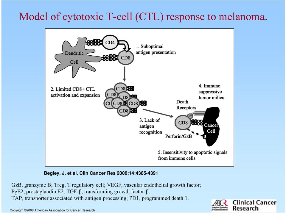 endothelial growth factor; PgE2, prostaglandin E2; TGF-β, transforming growth factor-β; TAP,