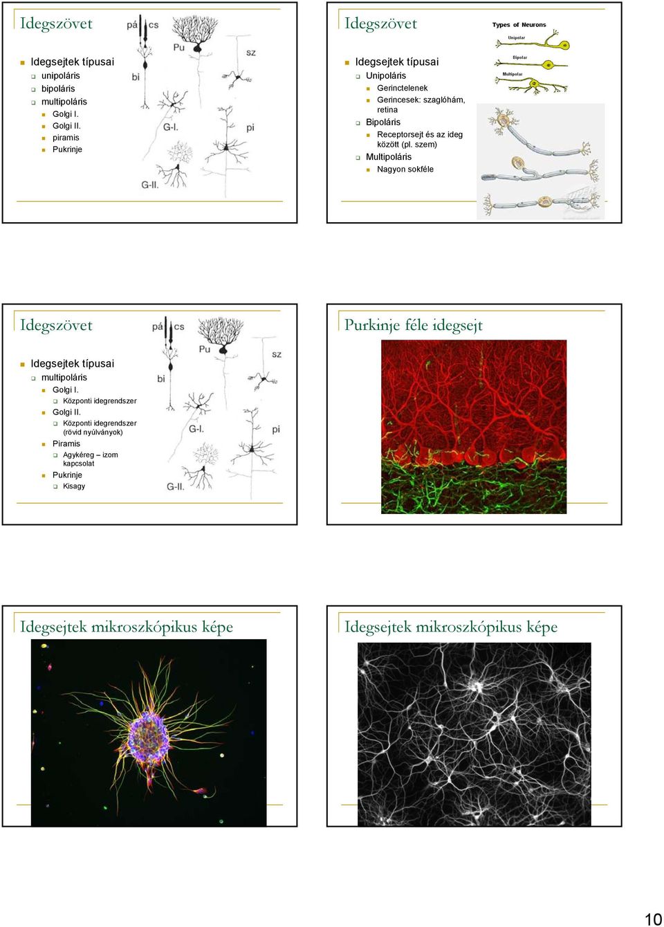 (pl. szem) Multipoláris Nagyon sokféle Idegszövet Purkinje féle idegsejt Idegsejtek típusai multipoláris Golgi I.