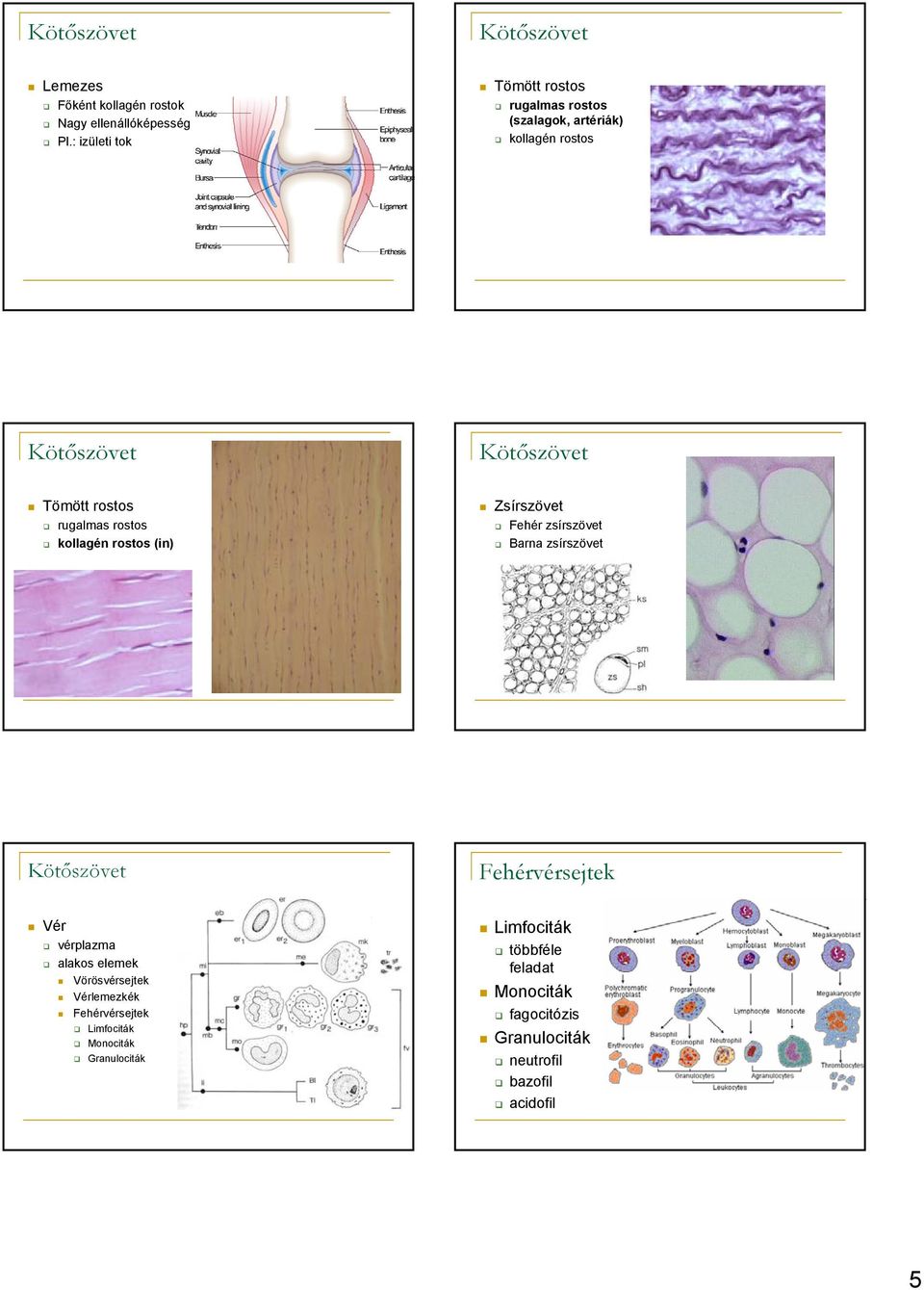kollagén rostos (in) Zsírszövet Fehér zsírszövet Barna zsírszövet Fehérvérsejtek Vér vérplazma alakos elemek