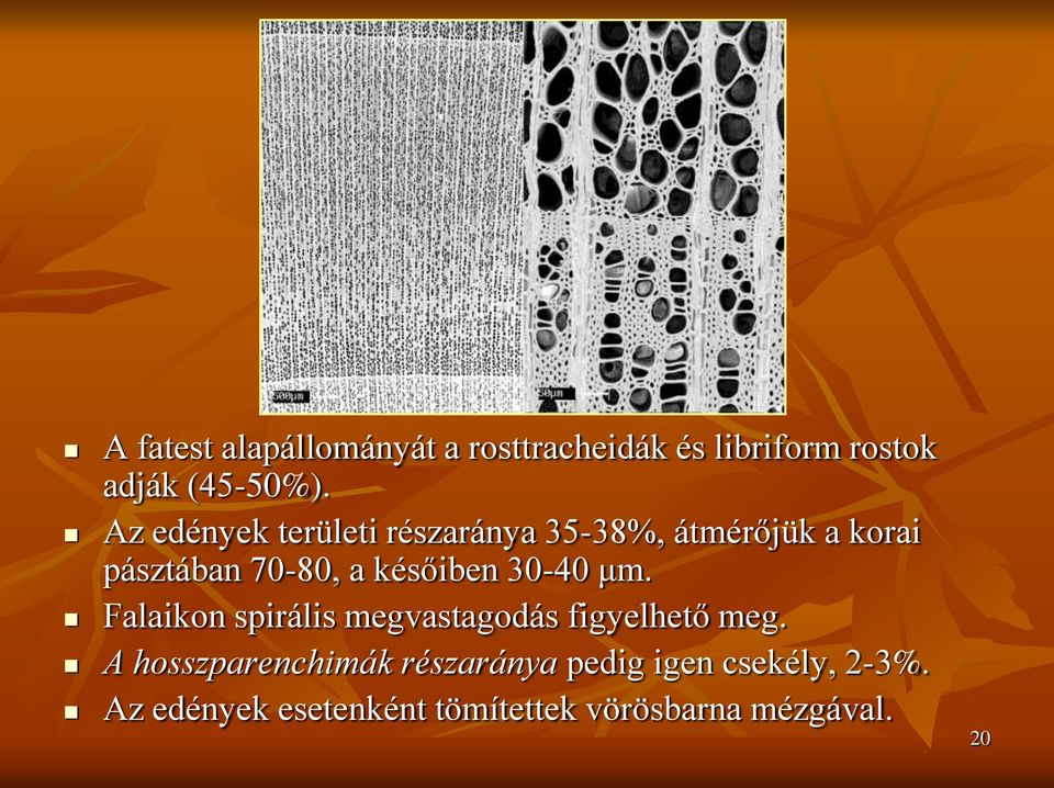 későiben 30-40 μm. Falaikon spirális megvastagodás figyelhető meg.