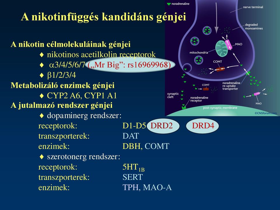 A1 A jutalmazó rendszer génjei dopaminerg rendszer: receptorok: D1-D5 DRD2 DRD4 transzporterek: