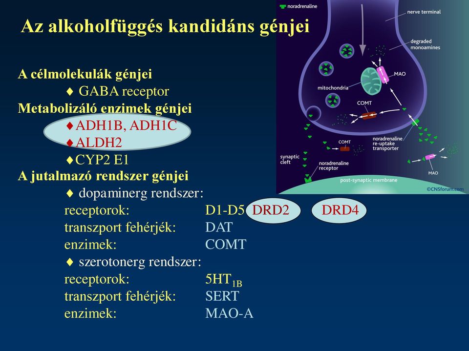 génjei dopaminerg rendszer: receptorok: D1-D5 DRD2 DRD4 transzport fehérjék: DAT