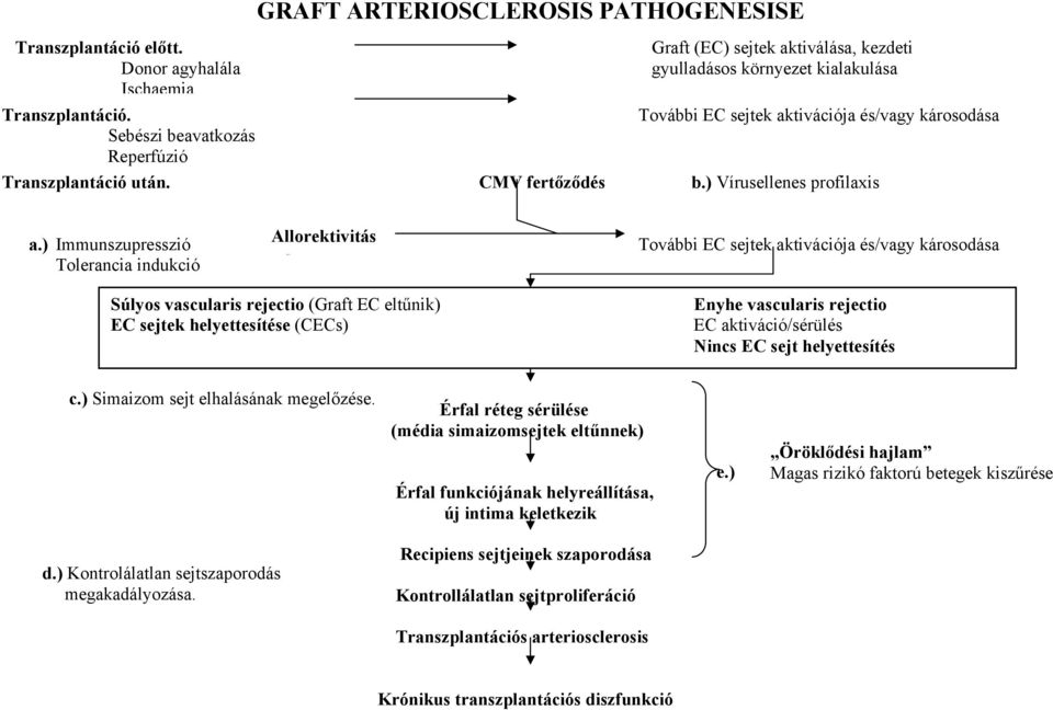 ) Immunszupresszió Allorektivitás További EC sejtek aktivációja és/vagy károsodása Tolerancia indukció ws Súlyos vascularis rejectio (Graft EC eltűnik) Enyhe vascularis rejectio EC sejtek