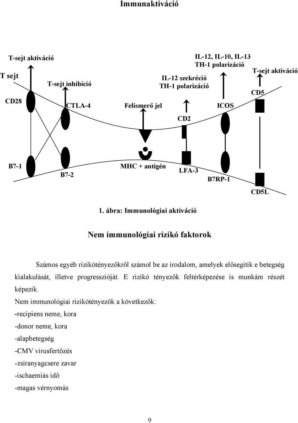 ábra: Immunológiai aktiváció Nem immunológiai rizikó faktorok Számos egyéb rizikótényezőkről számol be az irodalom, amelyek elősegítik e betegség kialakulását,