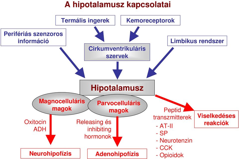 Magnocelluláris magok Neurohipofízis Releasing és inhibiting hormonok Parvocelluláris