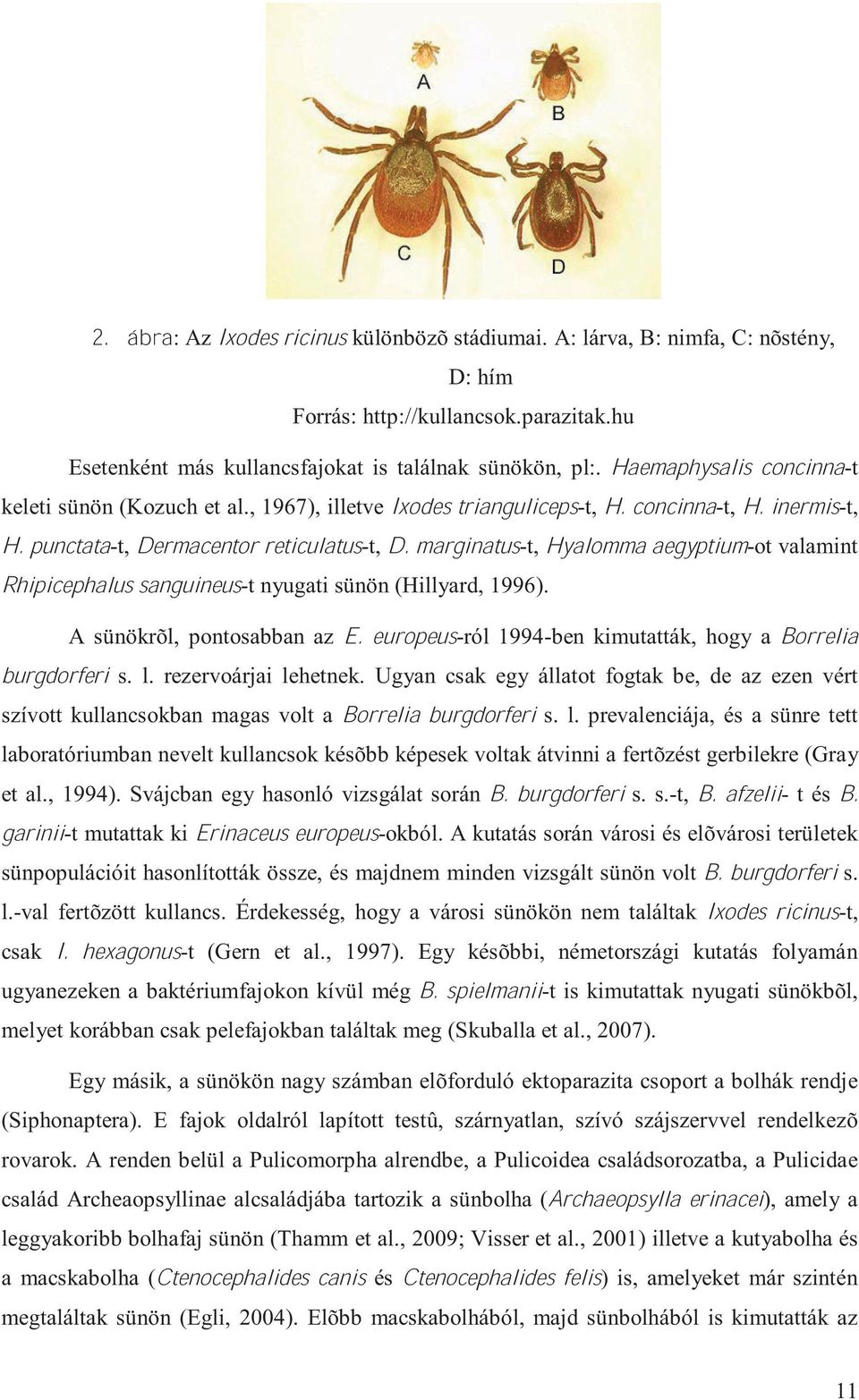 marginatus-t, Hyalomma aegyptium-ot valamint Rhipicephalus sanguineus-t nyugati sünön(hillyard, 1996). A sünökrõl, pontosabban az E. europeus-ról 1994-ben kimutatták, hogy a Borrelia burgdorferi s. l.