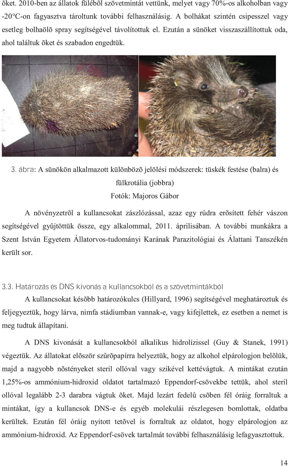 ábra: A sünökön alkalmazott különbözõ jelölési módszerek: tüskék festése(balra) és fülkrotália(jobbra) Fotók: Majoros Gábor A növényzetrõl a kullancsokat zászlózással, azaz egy rúdra erõsített fehér