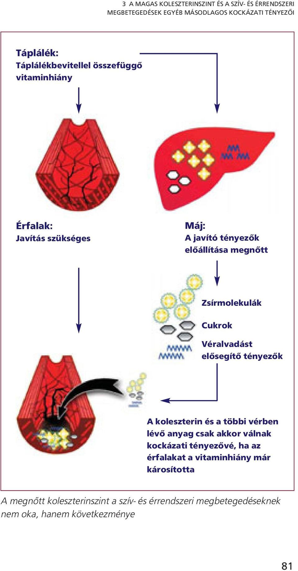 Cukrok Véralvadást elősegítő tényezők A koleszterin és a többi vérben lévő anyag csak akkor válnak kockázati tényezővé, ha az