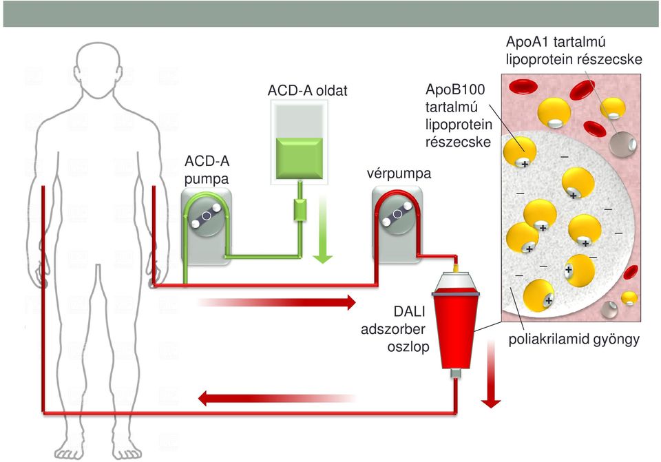 tartalmú lipoprotein részecske + + _ + _ +