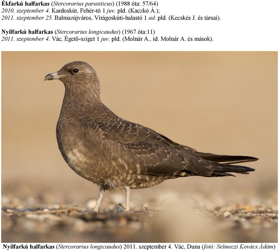 Nyílfarkú halfarkas (Stercorarius longicaudus) (1967 óta:11) 2011. szeptember 4. Vác, Égető-sziget 1 juv. pld.