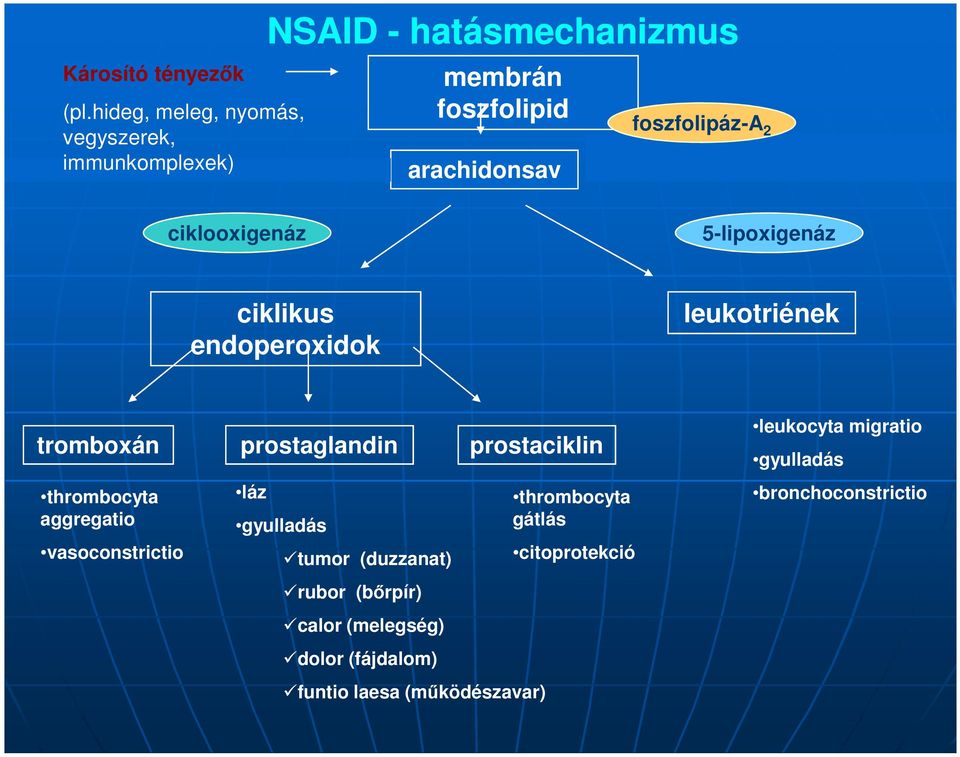 foszfolipáz-a 2 ciklooxigenáz 5-lipoxigenáz ciklikus endoperoxidok leukotriének tromboxán prostaglandin prostaciklin