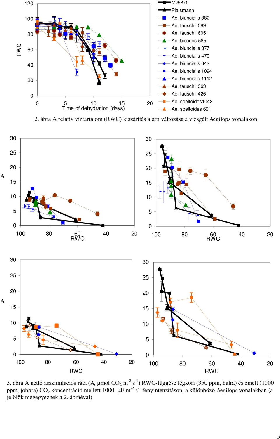 ábra A relatív víztartalom (RWC) kiszárítás alatti változása a vizsgált Aegilops vonalakon A 3 2 1 1 3 2 1 1 RWC RWC 3 3 2 2 A 1 1 1 1 RWC RWC 3.