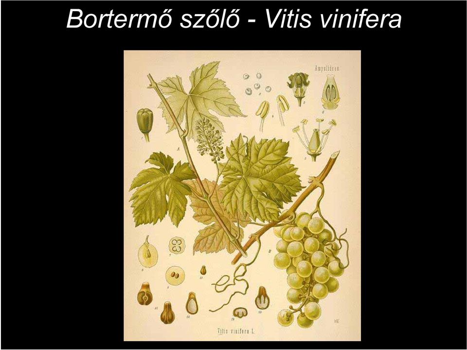 Vitis