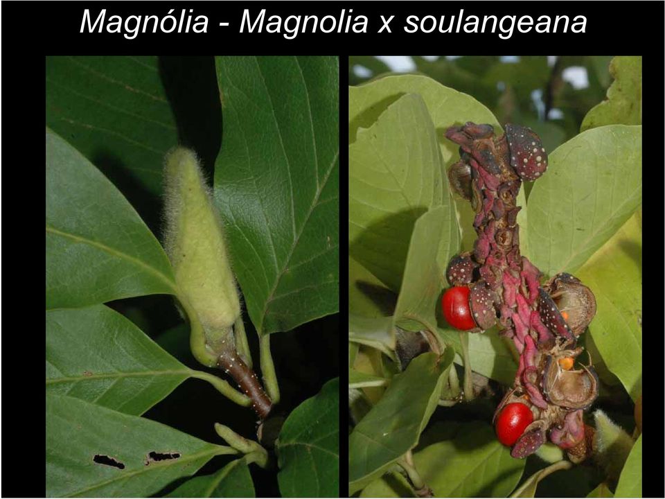 Magnolia