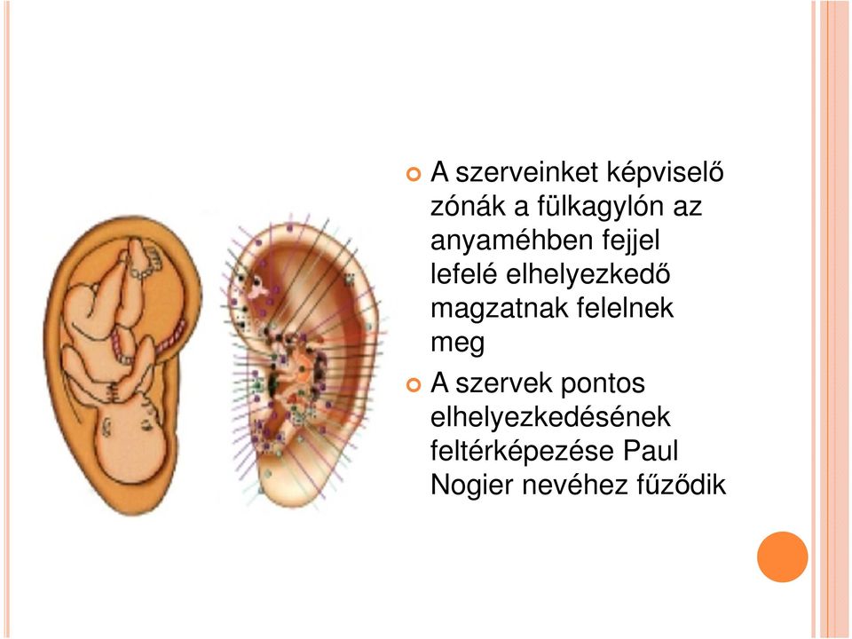 magzatnak felelnek meg A szervek pontos