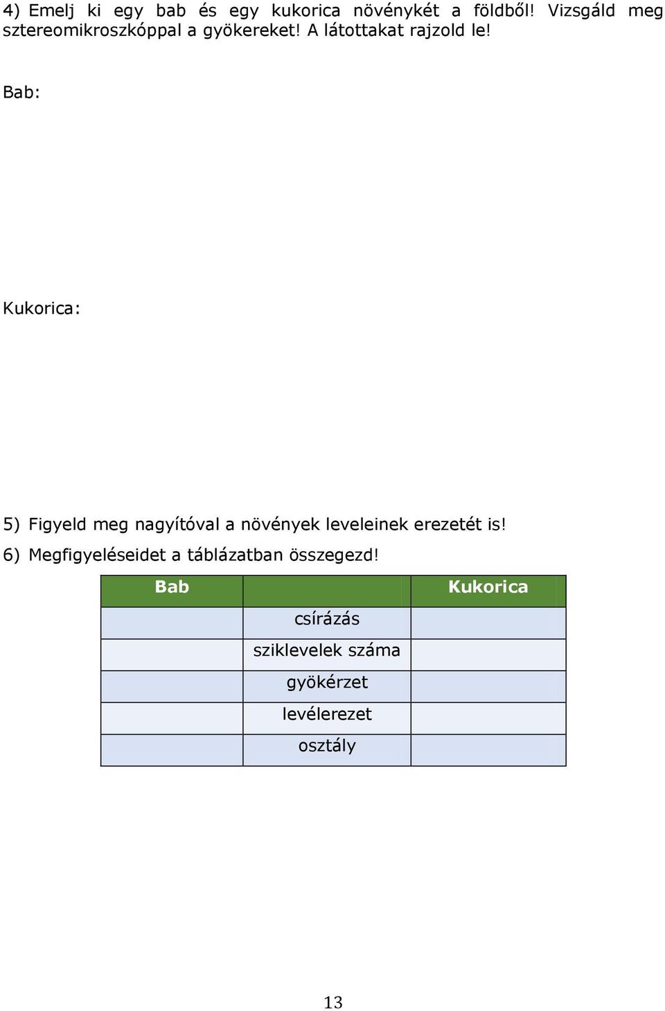 Bab: Kukorica: 5) Figyeld meg nagyítóval a növények leveleinek erezetét is!