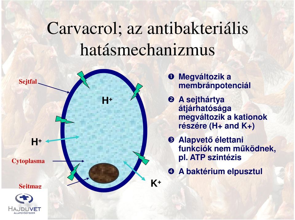 sejthártya átjárhatósága megváltozik a kationok részére (H+ and K+)