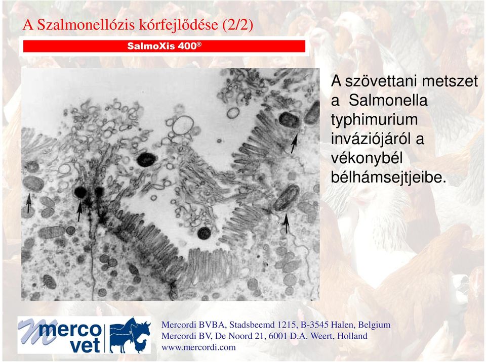 Salmonella typhimurium