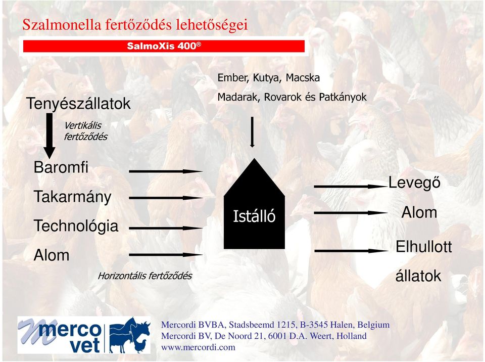 Patkányok Vertikális fertızıdés Baromfi Takarmány