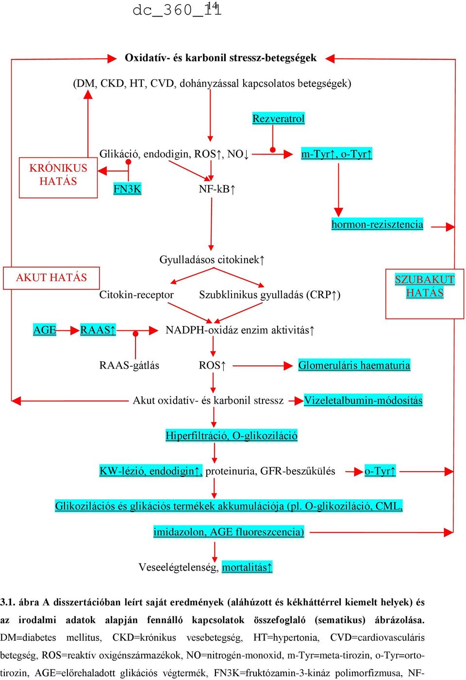 stressz Vizeletalbumin-módosítás Hiperfiltráció, O-glikoziláció KW-lézió, endodigin, proteinuria, GFR-beszűkülés o-tyr Glikozilációs és glikációs termékek akkumulációja (pl.