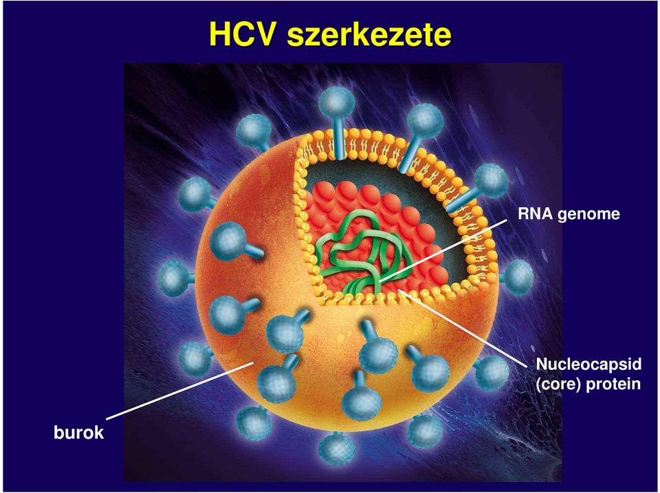 Nucleocapsid