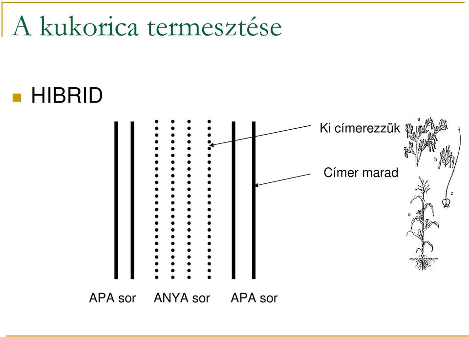 Címer marad