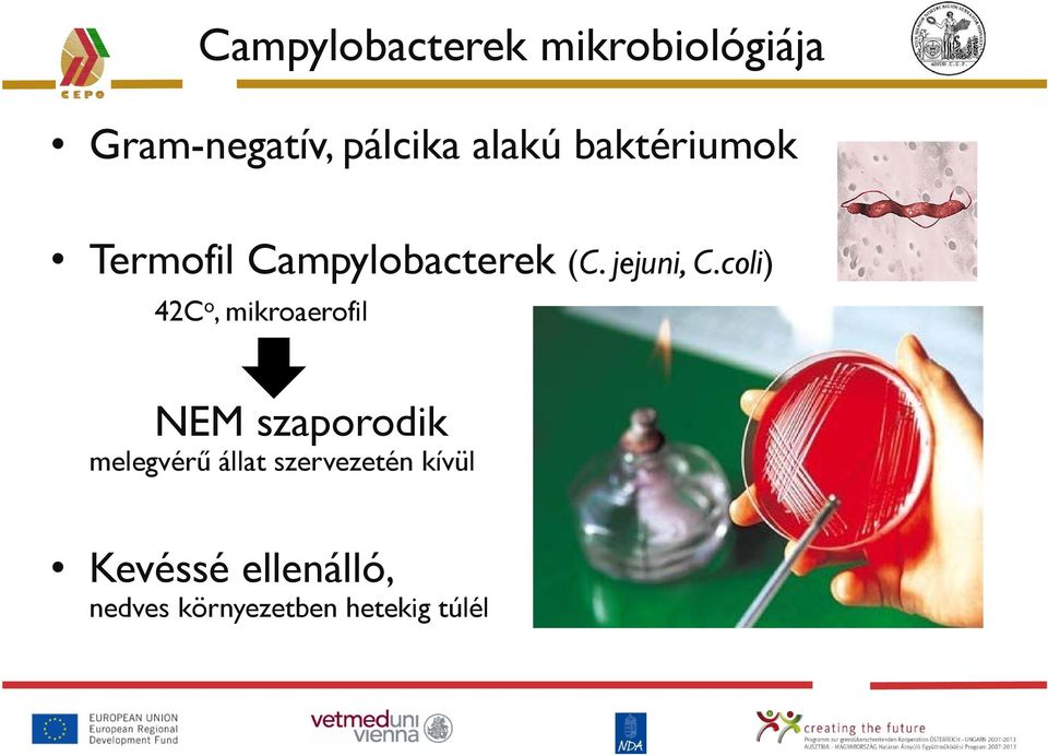 coli) 42C o, mikroaerofil NEM szaporodik melegvérű állat