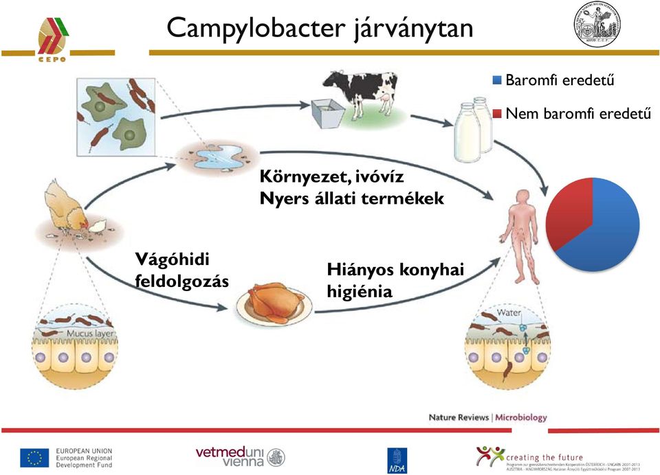 Környezet, ivóvíz Nyers állati