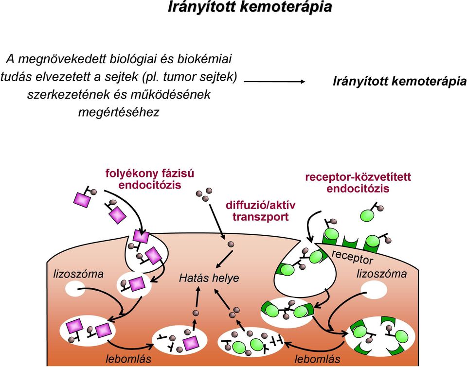 tumor sejtek) szerkezetének és működésének megértéséhez Irányított kemoterápia