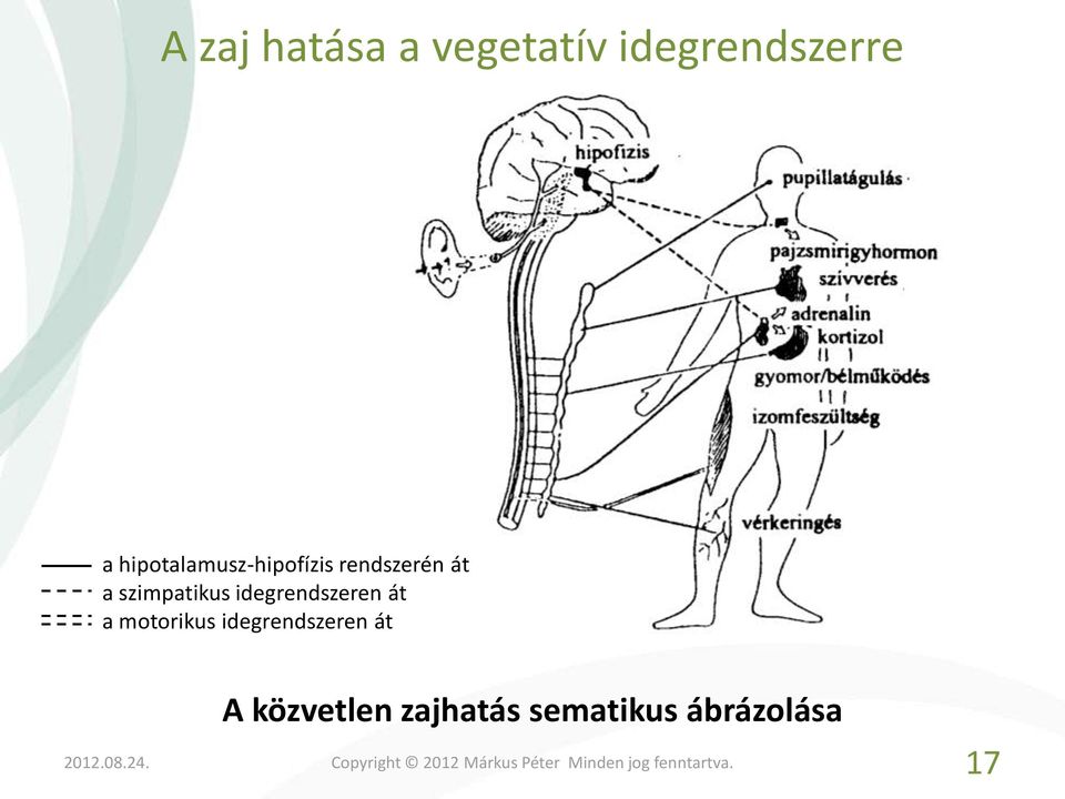 szimpatikus idegrendszeren át a motorikus