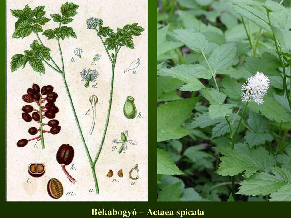 spicata