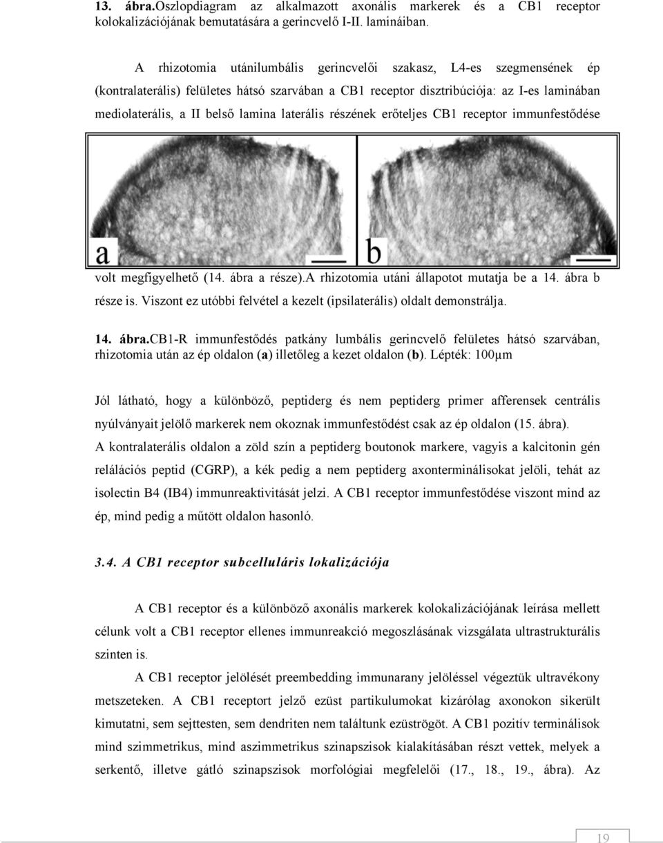 a II belső lamina laterális részének erőteljes CB1 receptor immunfestődésee volt megfigyelhető (14. ábra a része) ).A rhizotomia utáni állapotot mutatja be a része is.