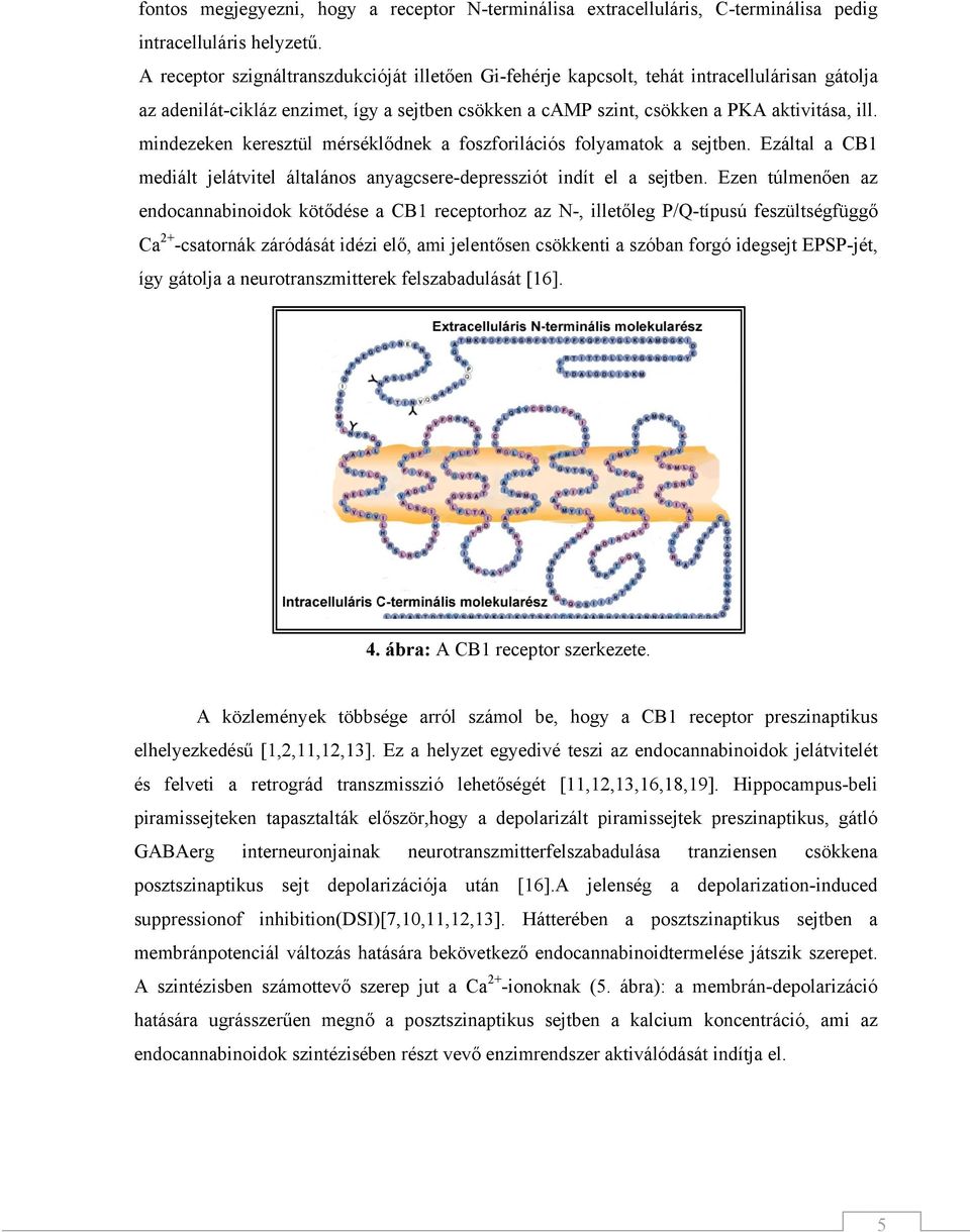 mindezeken keresztül mérséklődnek a foszforilációs folyamatok a sejtben. Ezáltal a CB1 mediált jelátvitel általános anyagcsere-depressziót indít el a sejtben.