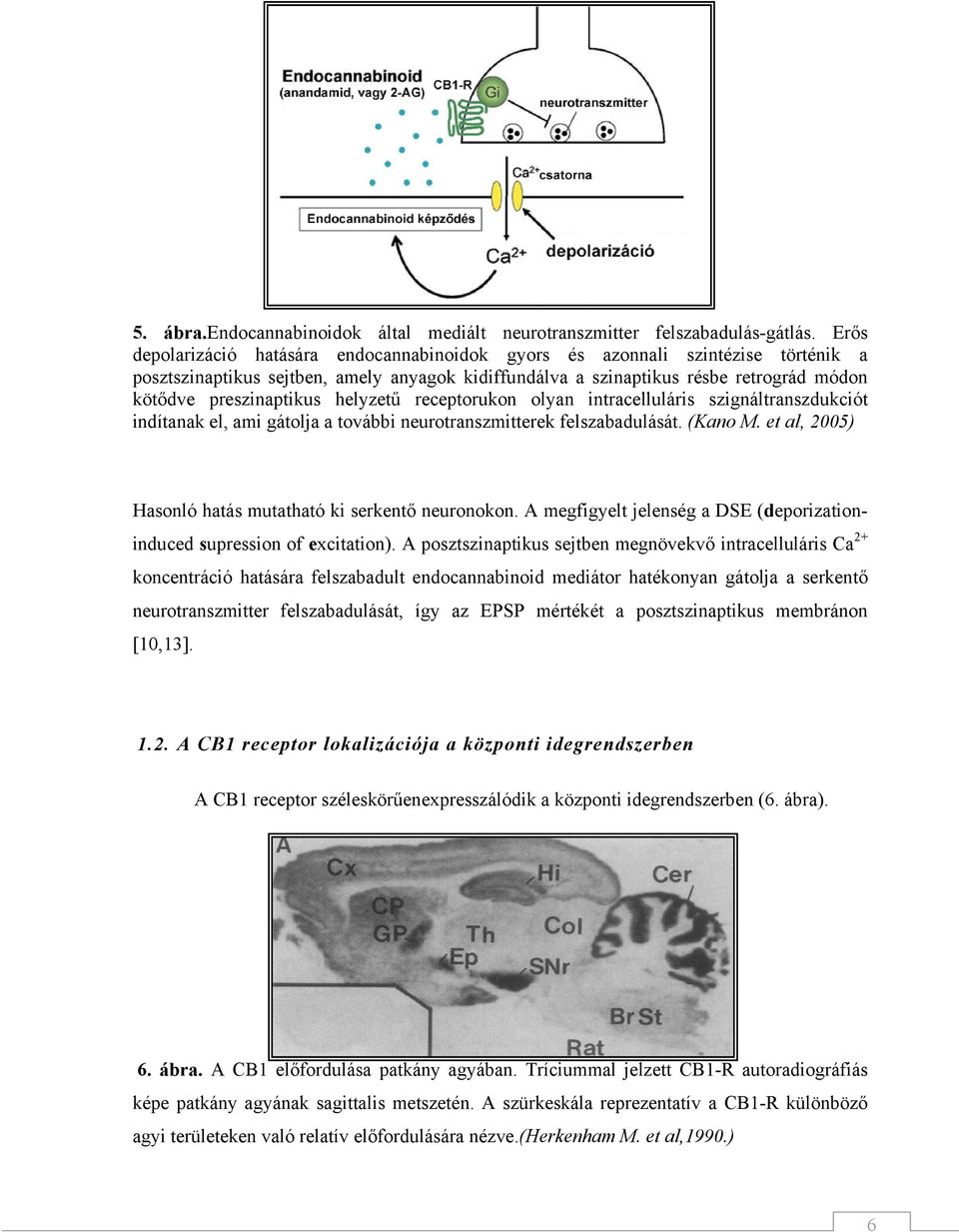 helyzetű receptorukon olyan intracelluláris szignáltranszdukciót indítanak el, ami gátolja a további neurotranszmitterek felszabadulását. (Kano M.