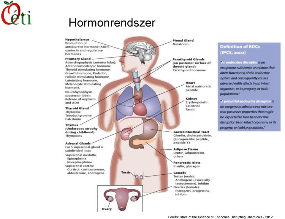 Science of Endocrine