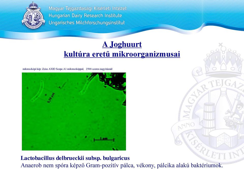 A1 mikroszkóppal, 2500-szoros nagyításnál Lactobacillus