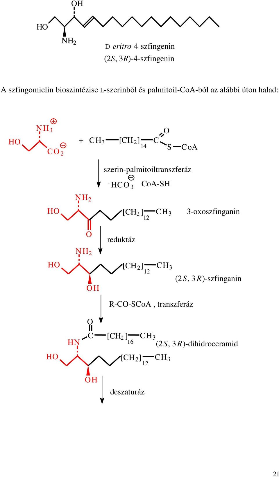 szerin-palmitoiltranszferáz - 3 oa-s N 2 3 [ ] 2 12 3-oxoszfinganin N 2 reduktáz [ ] 2