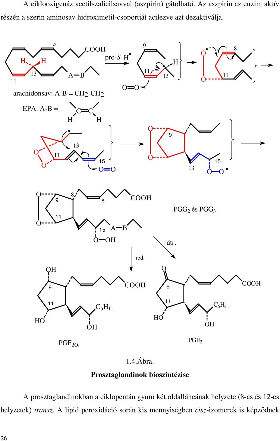 5 pro-s 13 A B arachidonsav: A-B = 2-2 9 13 8 EPA: A-B = 9 13 15 15 13 9 8 5 15 A B átr. PGG 2 és PGG 3 red.