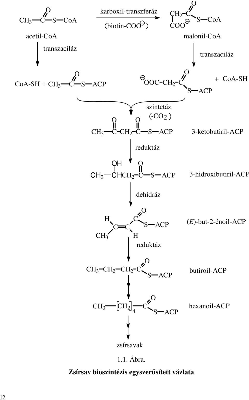 reduktáz 3 2 S AP 3-hidroxibutiril-AP dehidráz 3 S AP reduktáz (E)-but-2-énoil-AP 3 2 2